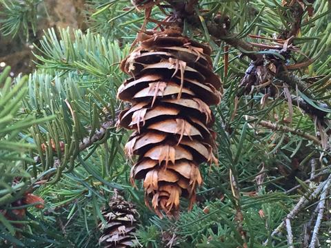 Douglas Fir cone 2.jpg