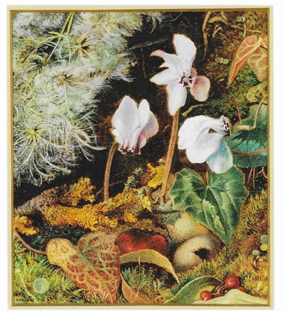 Study of Cyclamen