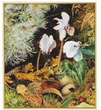 Study of Cyclamen