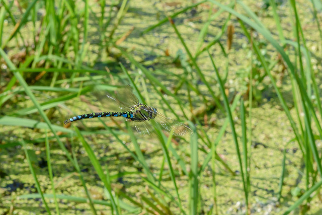 Aeshna cyanea Southern Hawker dragonfly male in flight-Nigel Stone.jpeg