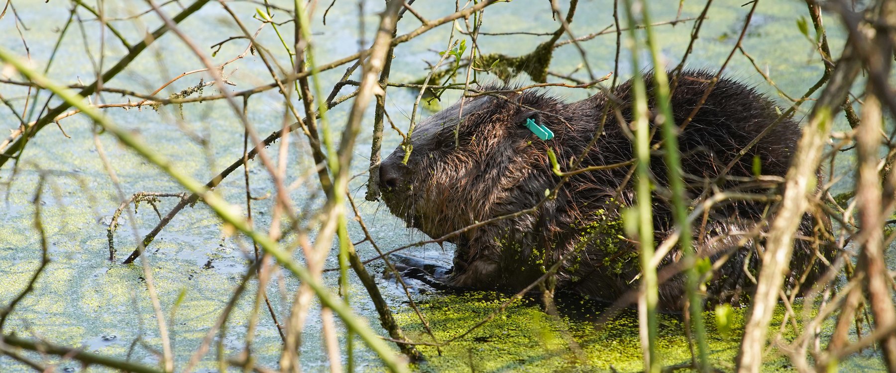 D - Beaver in pond at Cropton Forest 4 - male [©Forestry England-Sam Oak....jpg