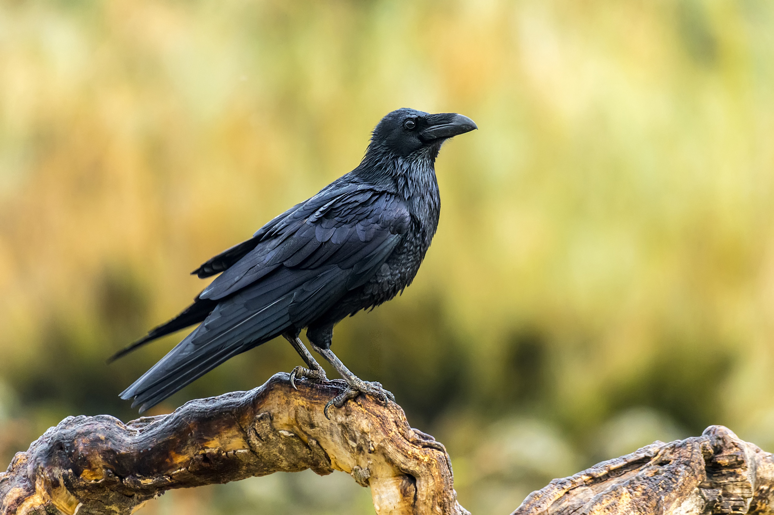 Raven.jpg