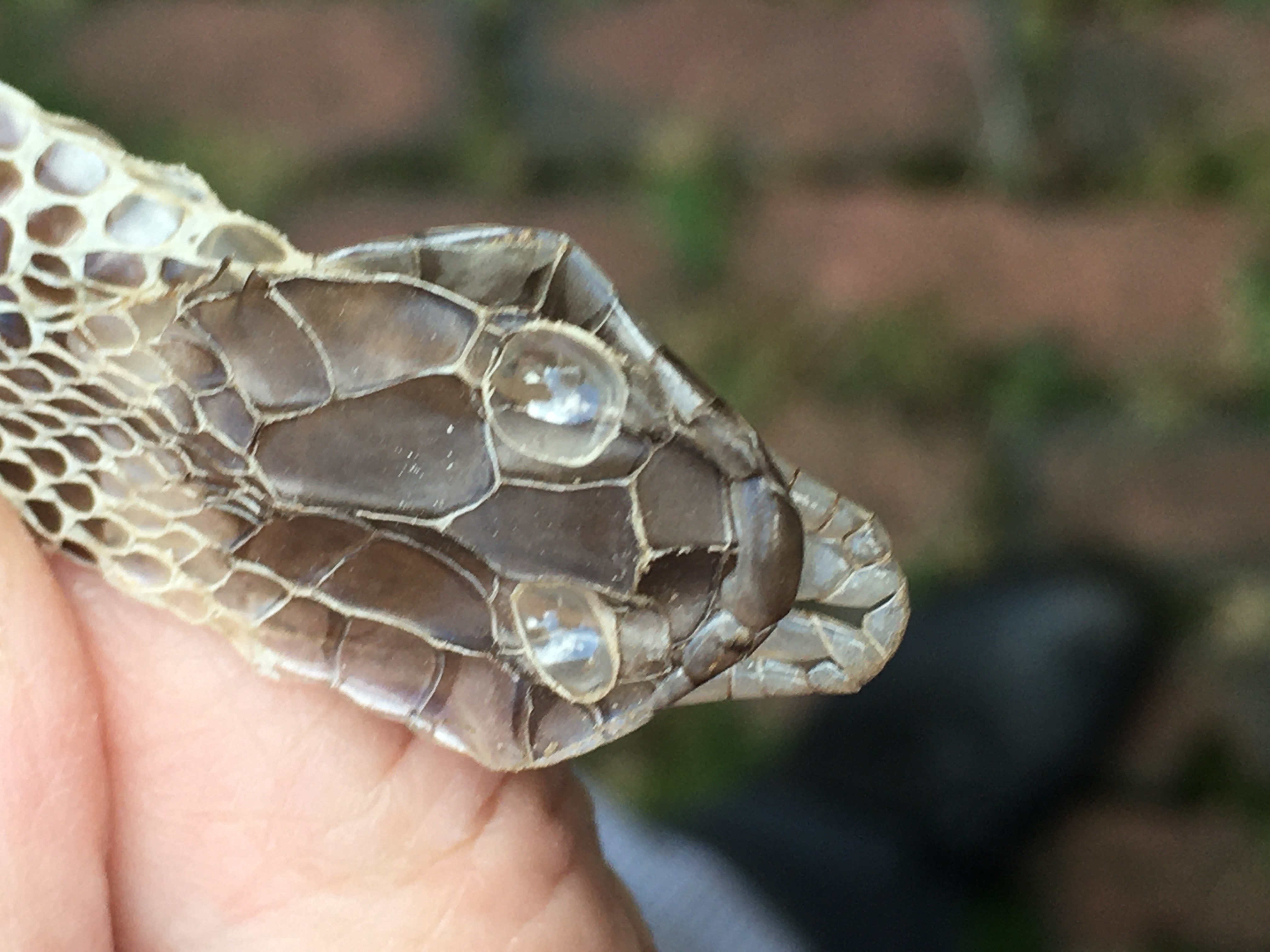 Grass snake skin.JPG