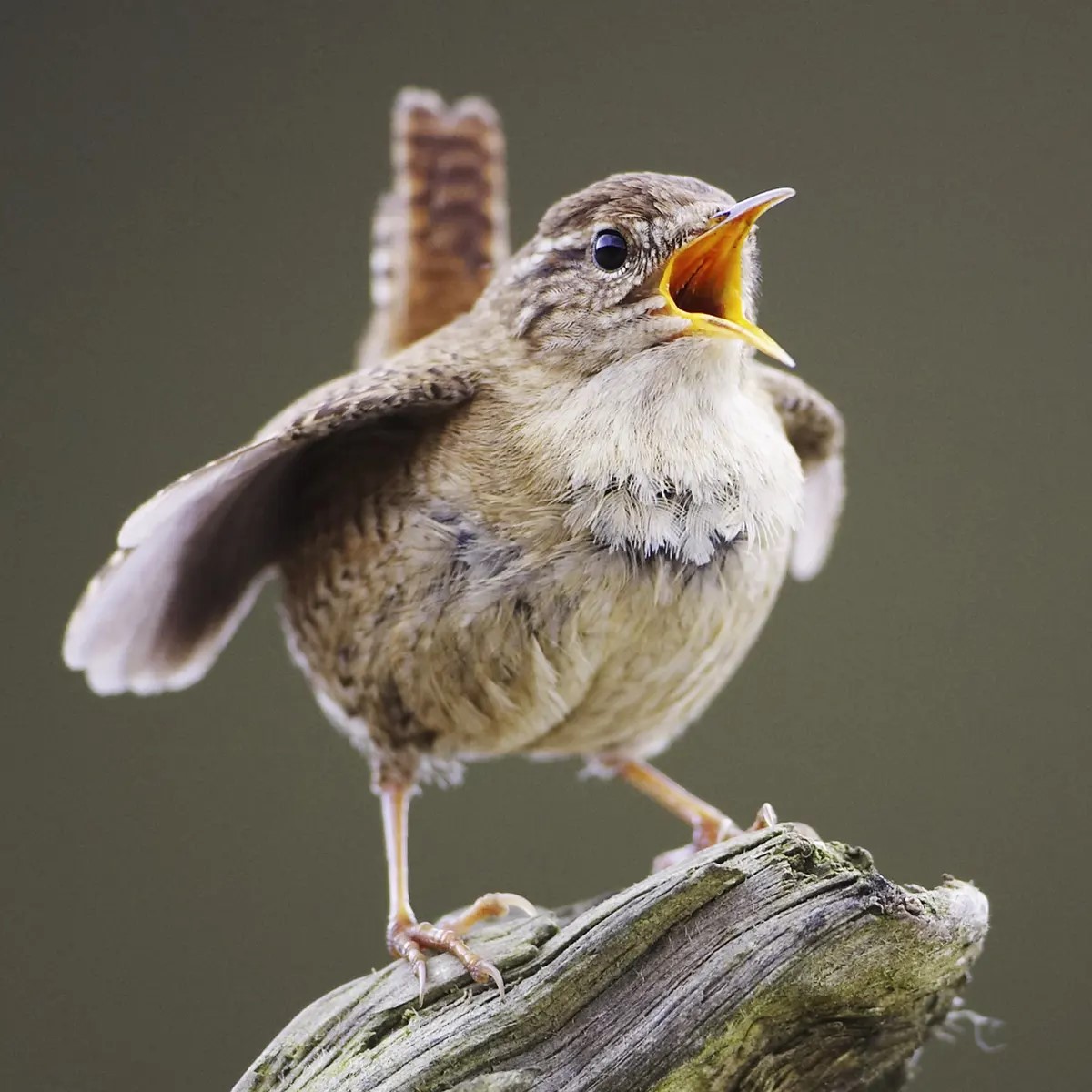 Wren singing Linda Iles.jpeg