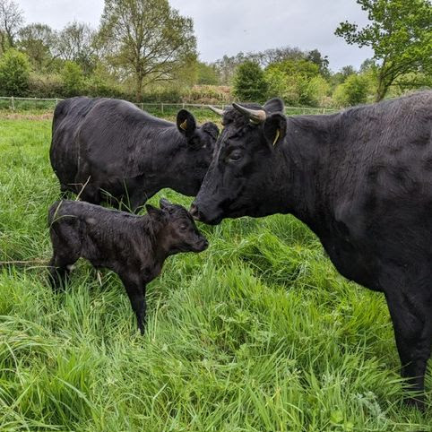 Dexter cattle.jpg