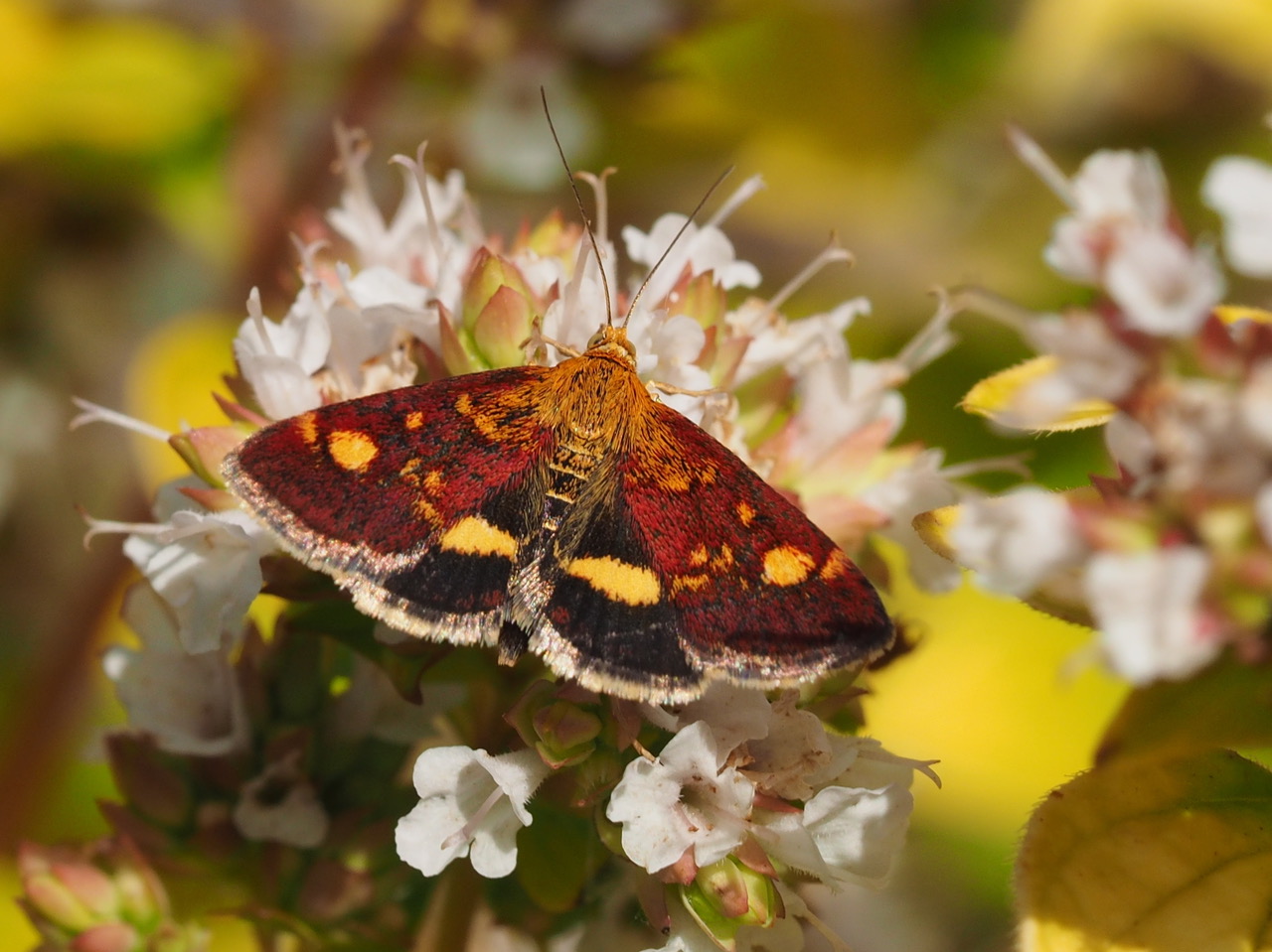 Mint Moth Mick Farmer.jpeg