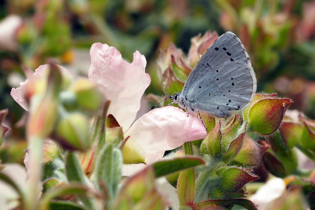 Holly Blue butterfly MLF.jpeg