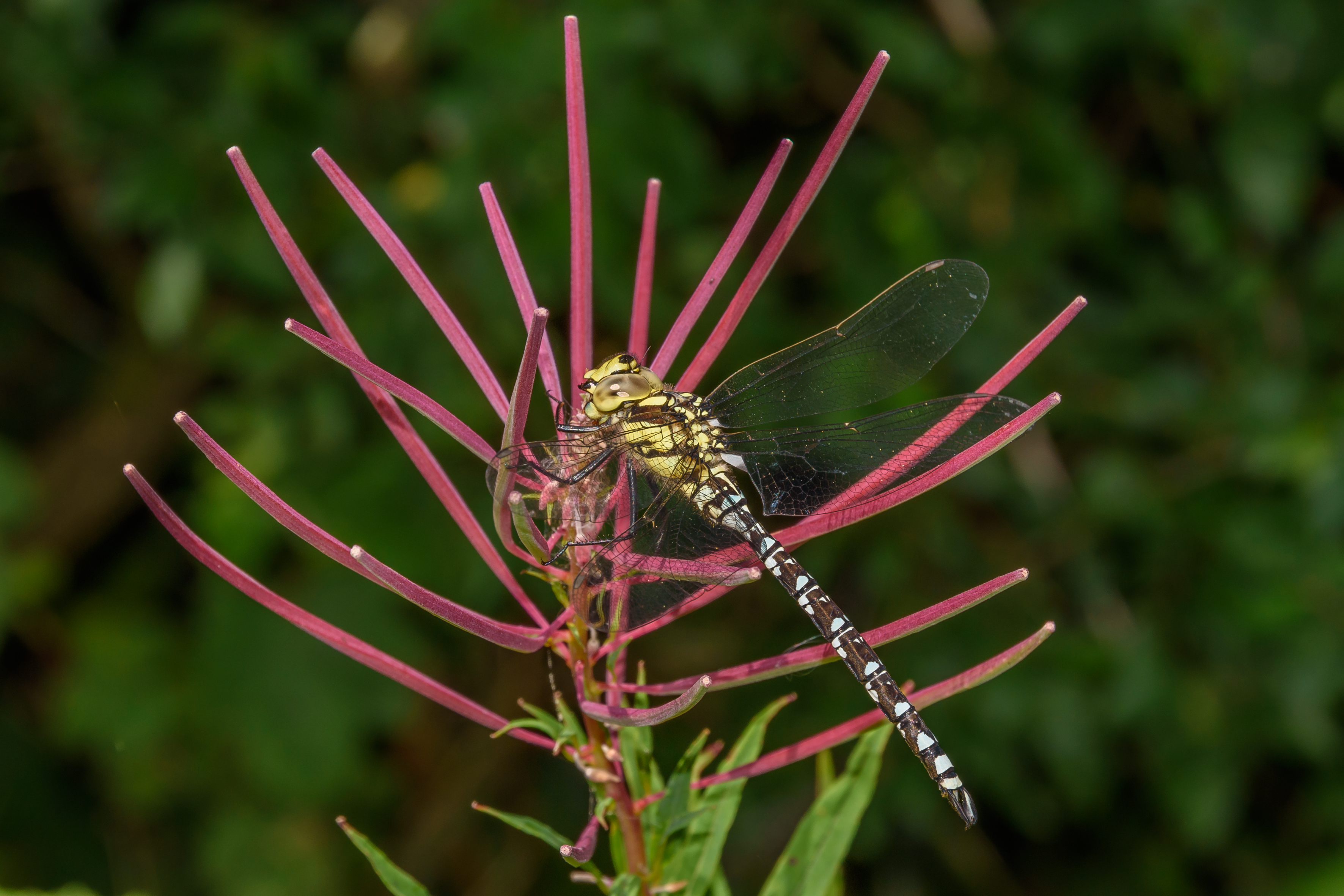 Aeschna cyanea Southern Hawker dragonfly male-Nigel Stone.jpg