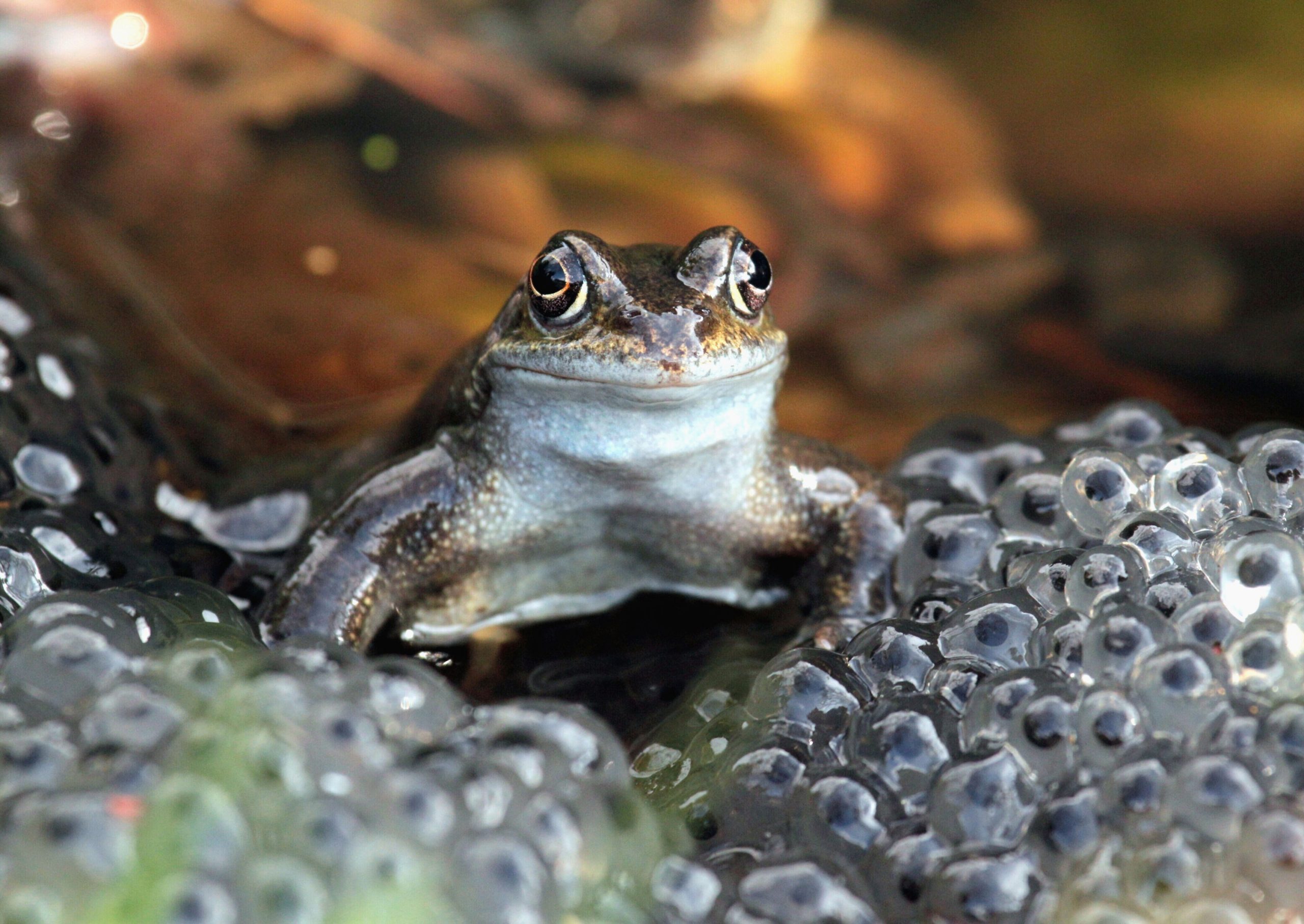 Frog with spawn (1).jpg