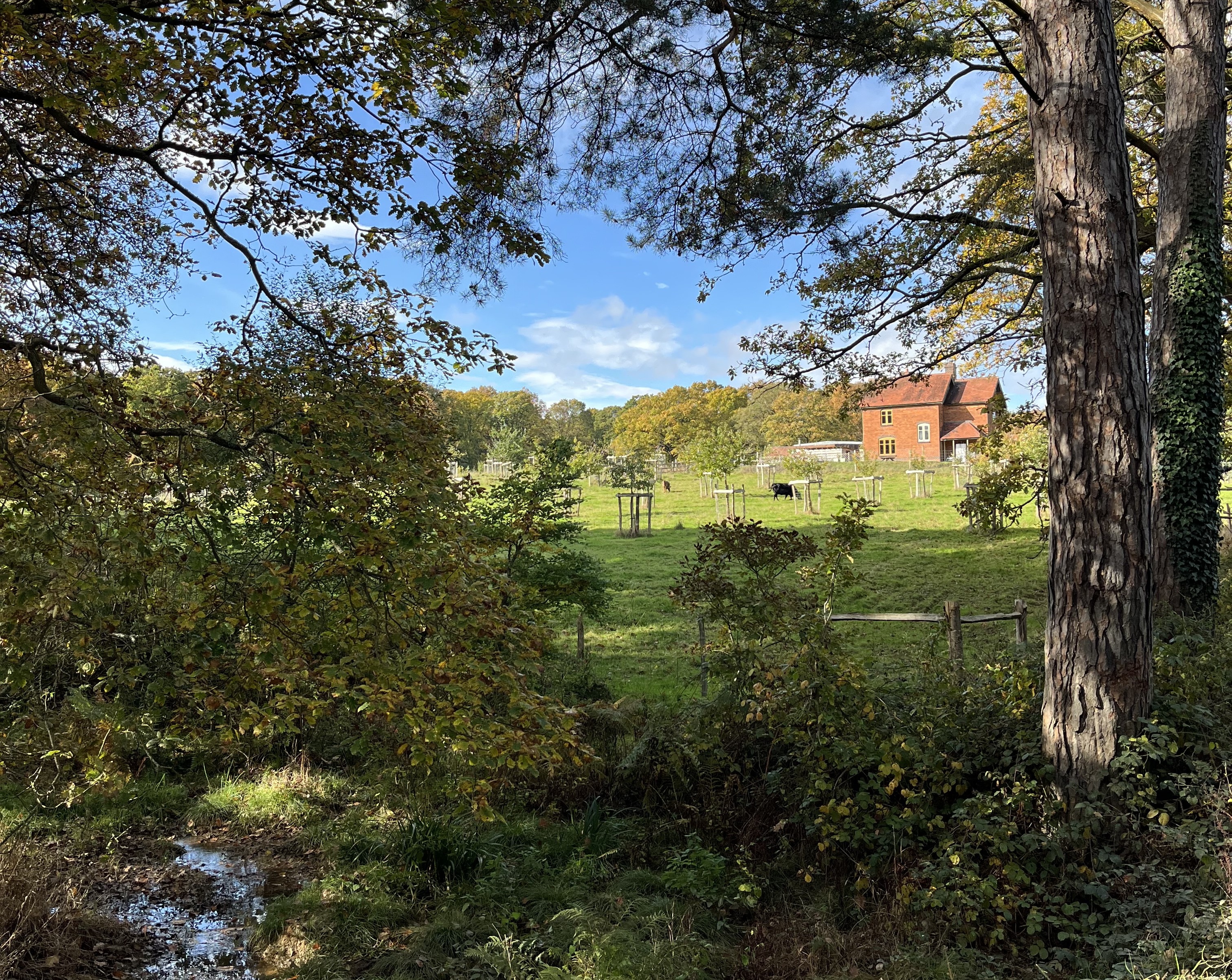 View of St George's Farm and orchard Ruskin Land.jpeg